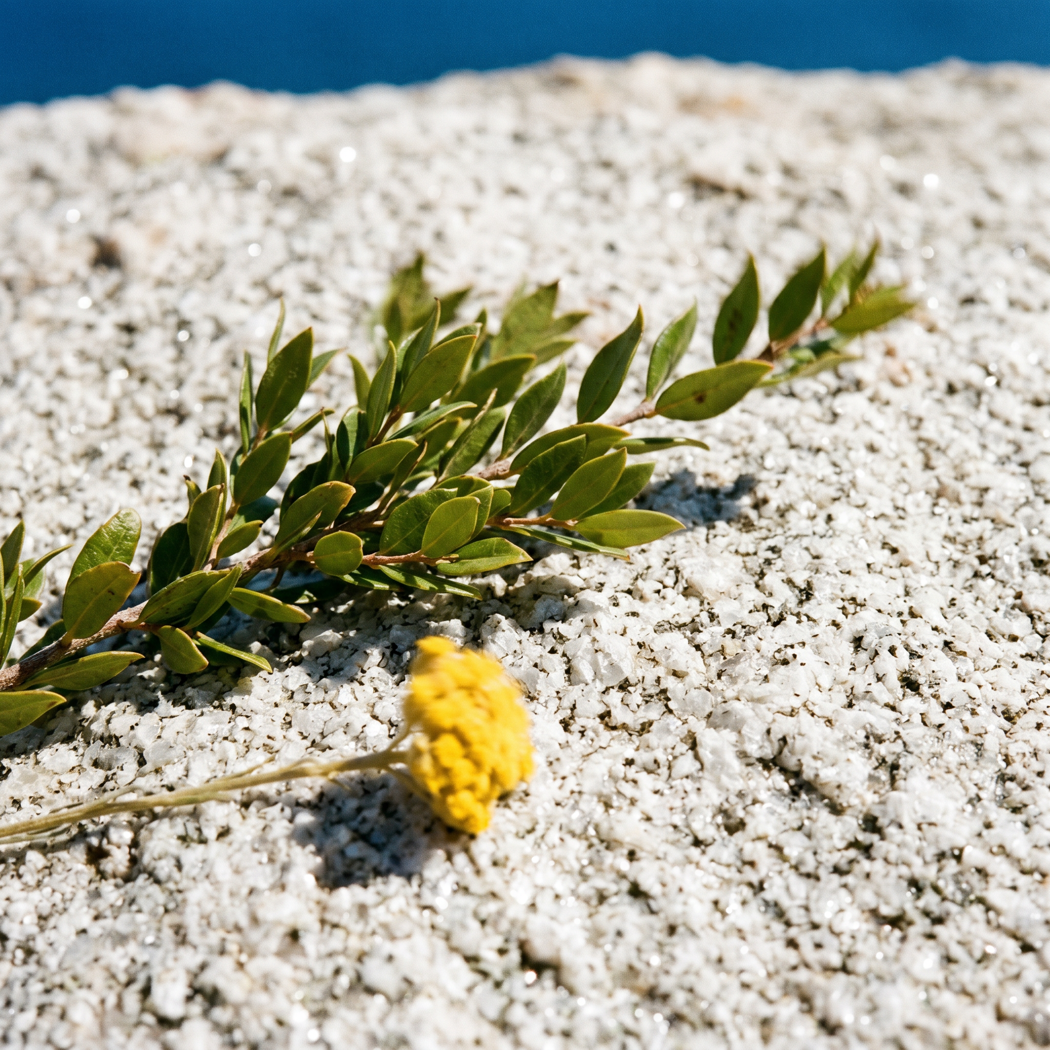 AURA Corsica — macro detail editorial