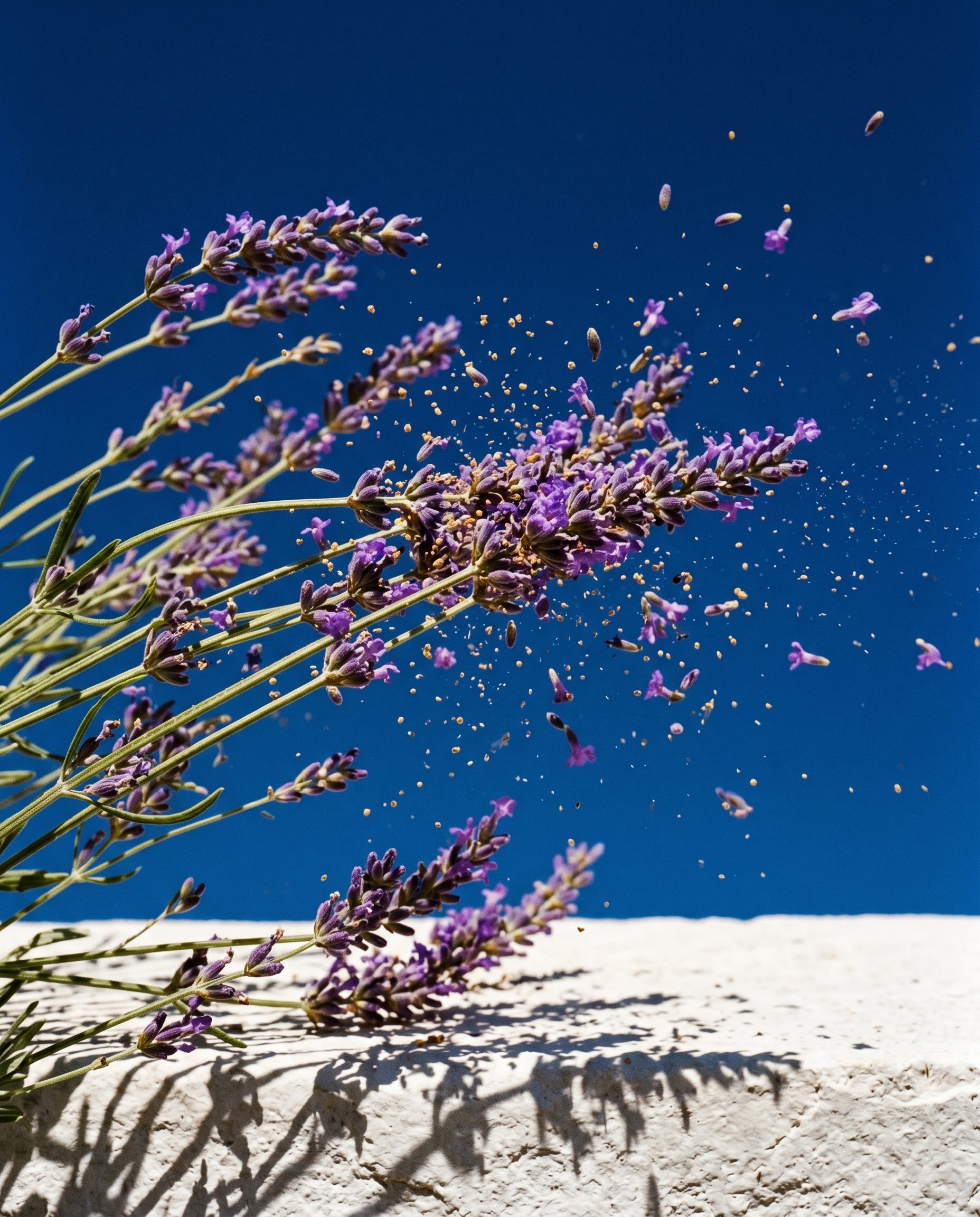 AURA Provence — fragrance ingredients editorial
