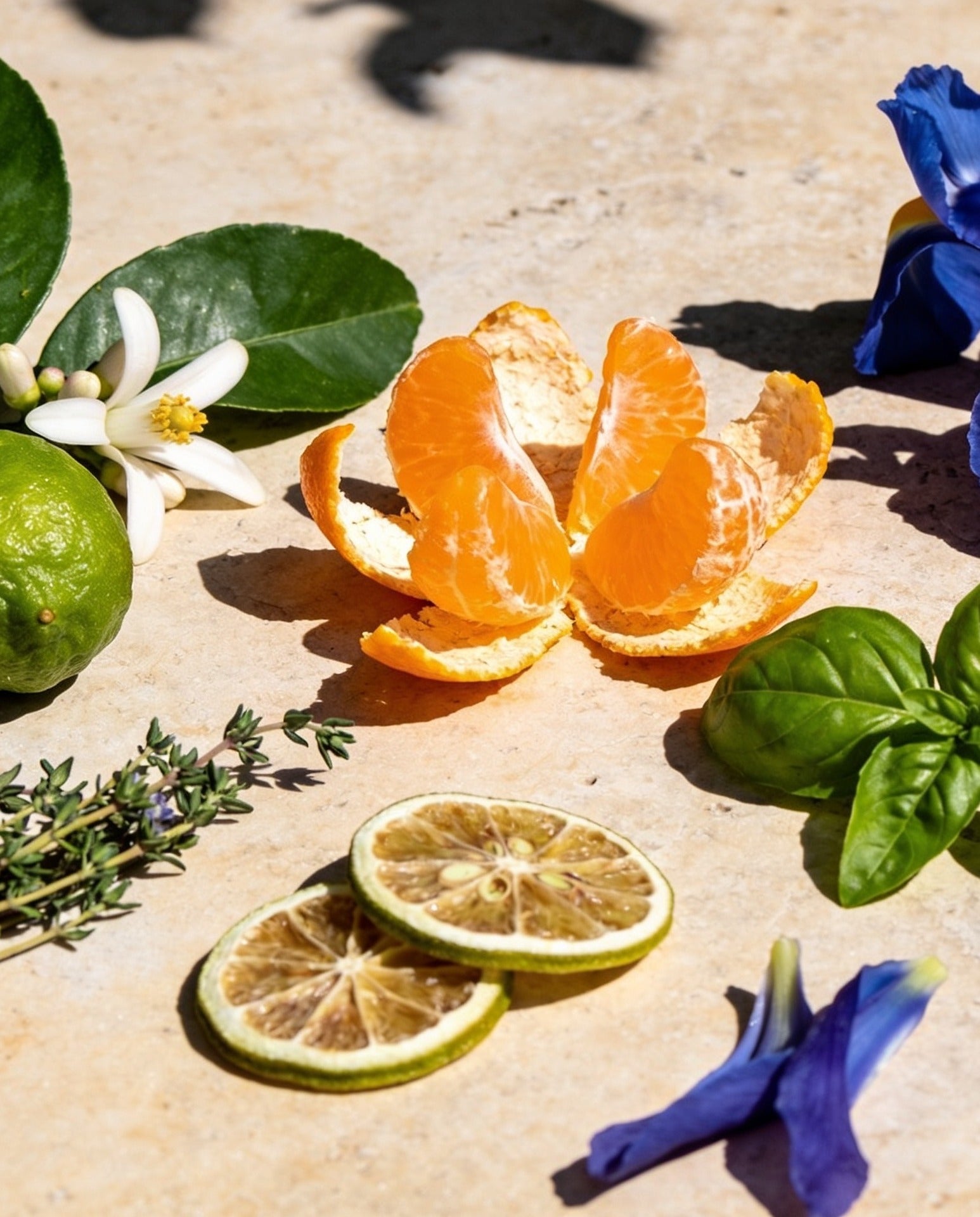 Ponza Oil Fragrance - ingredient still life