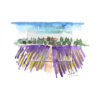 Provence Oil Fragrance - Image 2